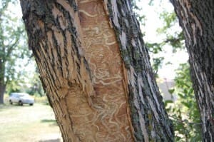 “S”-Shaped Galleries From Emerald Ash Borer in an Ash Tree