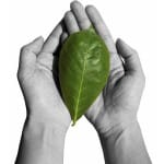 hand holding green leaf 344x373