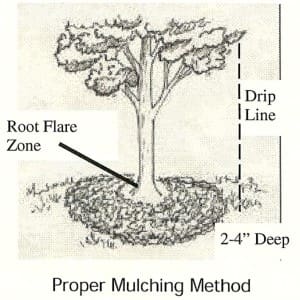 importance of proper mulching