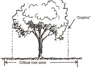 Critical Root Zone