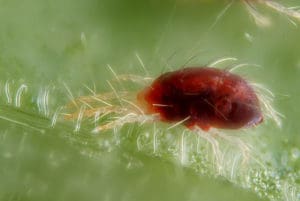 8 essential summer tree care steps - spider mites