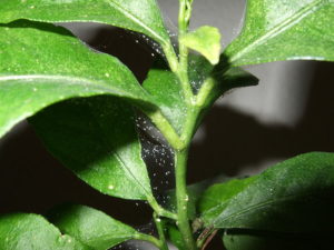 7 insects to look out for this summer - spider mite webbing