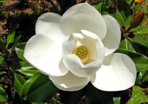 Problem Free Trees and Shrubs - Southern Magnolia