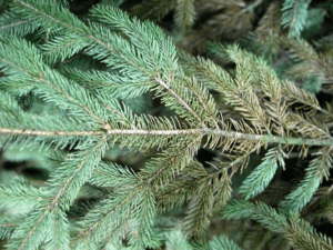 Spruce spider mites - common evergreen problems