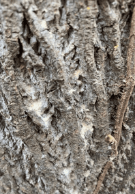 Ambrosia Borer Beetle damage that could've been prevented with tree care borer treatment 