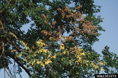 Dutch elm disease symptoms on tree