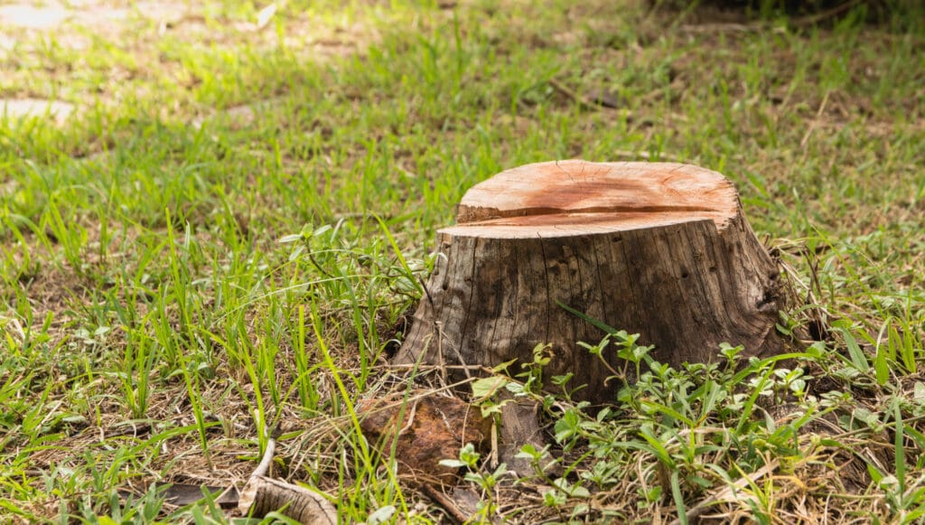 soil management, tree stump in garden or summer park