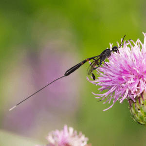 A female ichneumon wasp with a long ovipositor.