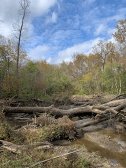 Large trees laying in creek.