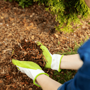 Person holding mulch in their hands.