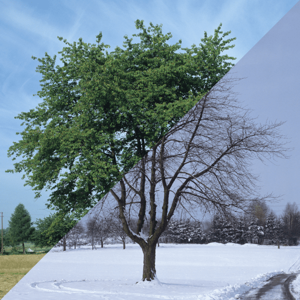 Comparison of Spring vs Fall tree