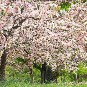 Native crabapples.