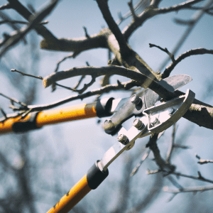 Close up branch pruning