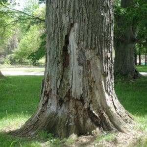 Tree trunk with missing bark