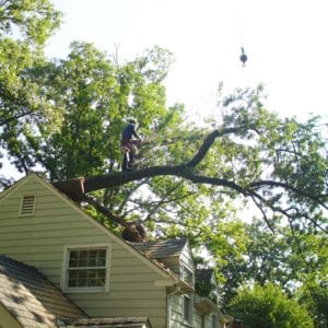 RTEC crew removes giant fallen tree from a client's roof