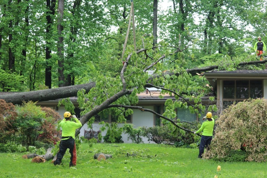 RTEC crew removing a fallen tree from a roof