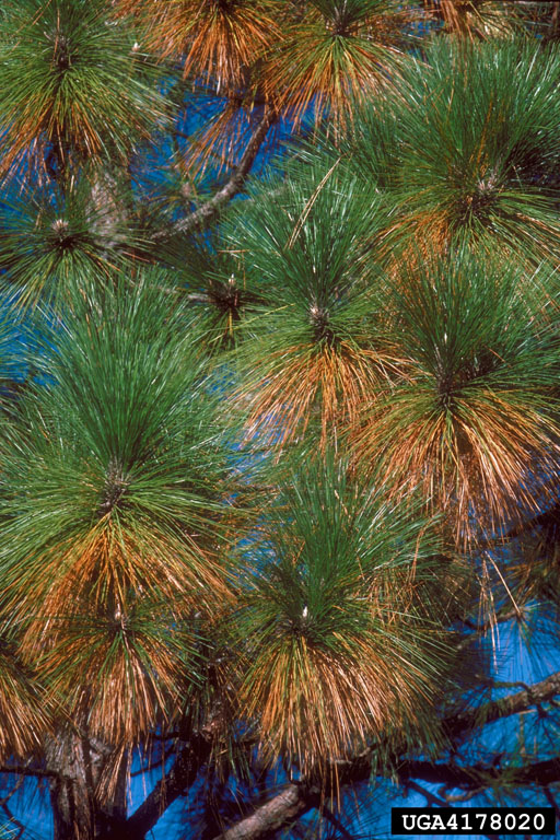 Needlecast fungus (pine tree brown needles disease)