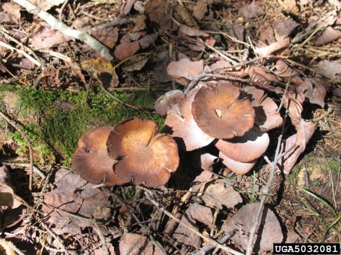 Mushrooms Growing Around Trees