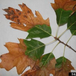 oak tree diseases pictures