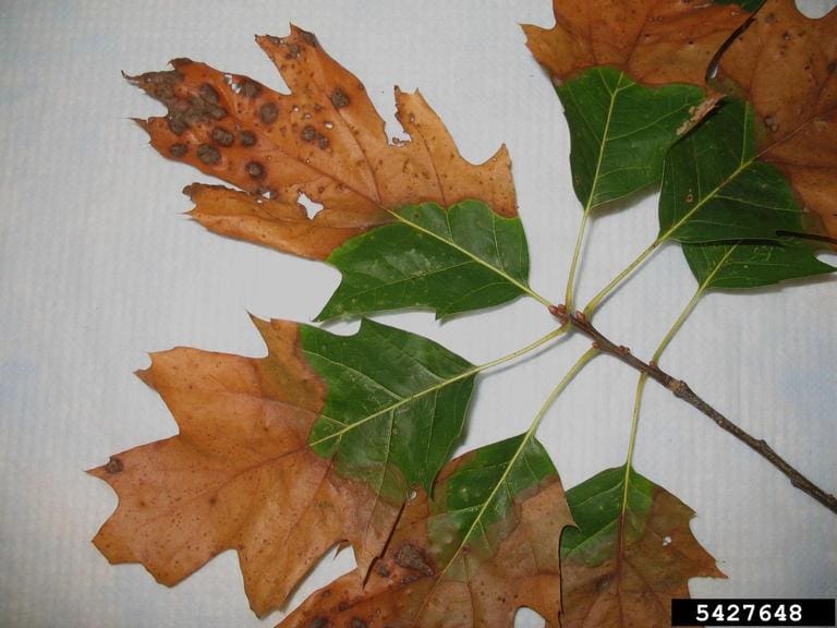 Bacterial leaf scorch oak tree (disease in oak tree)