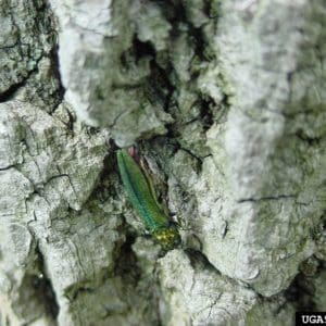 green bugs on trees (emerald ash borer beetle)