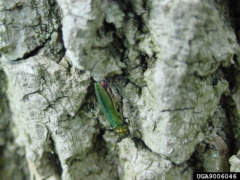 Emerald Ash Borer (EAB). Green beetle on tree. 