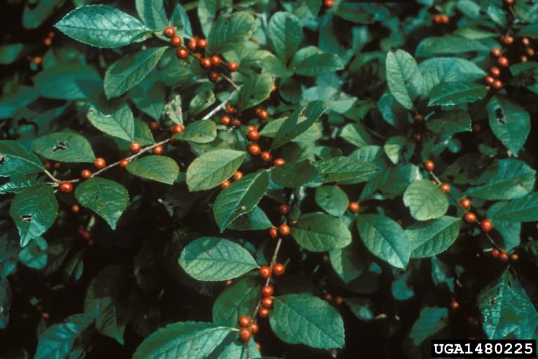 holly tree diseases pictures