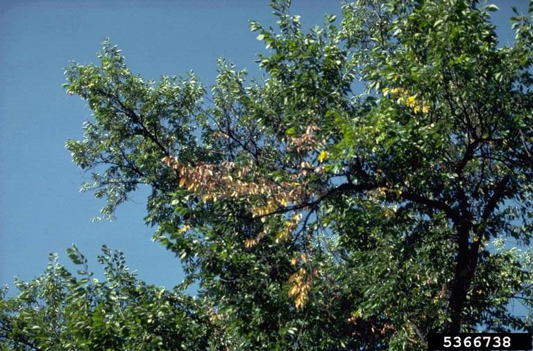 Dutch Elm Disease (DED). Diseases of elm trees. 