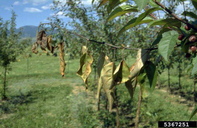 Fire blight (diseases of crabapple trees)
