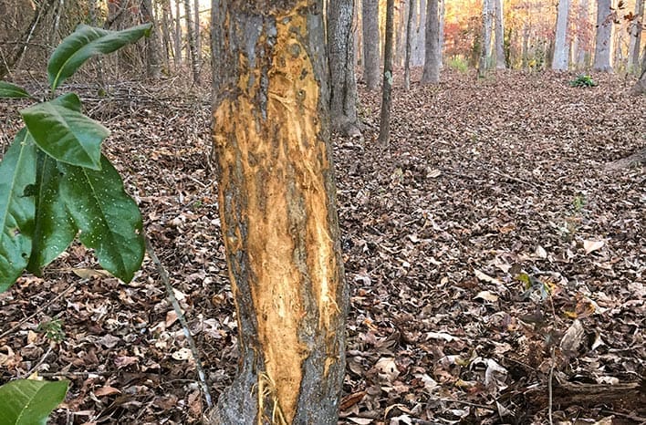 deer rutting tree damage