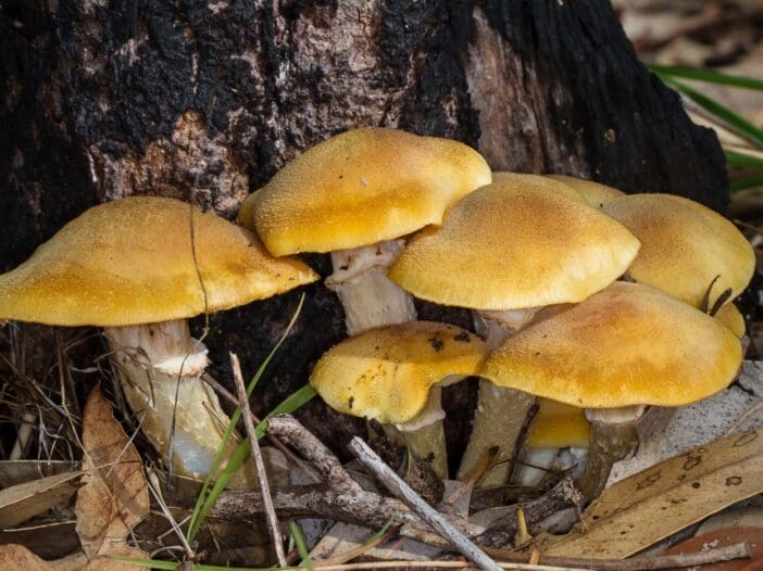 Mushroom Growing Around Trees