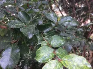Green leaves with dew, attracting Aphids on Crape Myrtle.