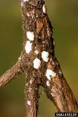 White fungus with brown spots on branch, possibly Azalea Bark Scale Insects. Learn about symptoms, treatment, prevention.