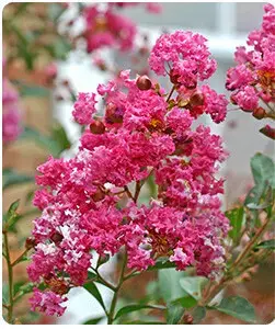 Pink crape myrtle flower with green leaves.