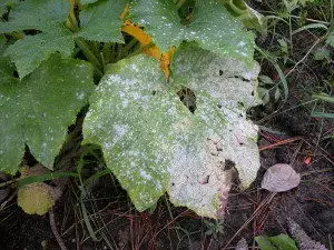 Tree Fungus Powdery Mildew visible on plant with green leaves.